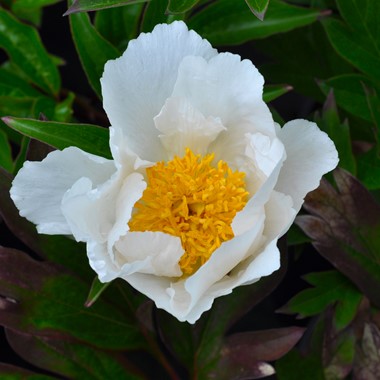 Paeonia lactiflora 'Krinkled White' (S - White)